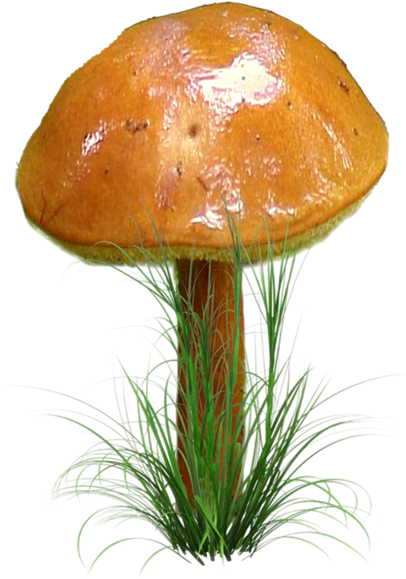 Yükle Png Mantar Resimleri, Png Formatında Hazırlanmış - Гриб Png (800x1196), Png Download