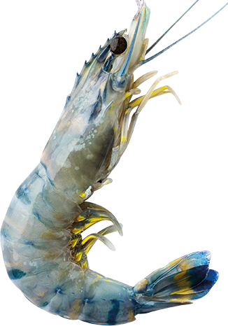 Preparation Methods - Caridean Shrimp (326x466), Png Download