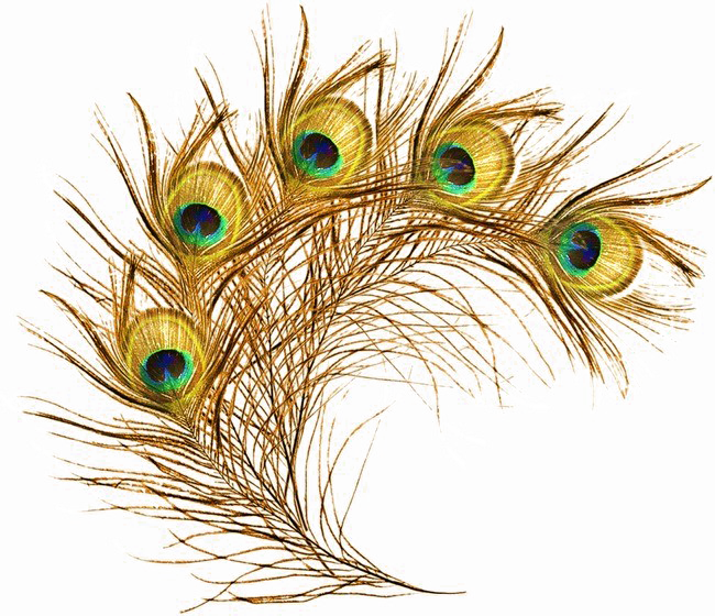Peacock Feather Png Transparent Image - Gold Peacock Feather Png (650x560), Png Download
