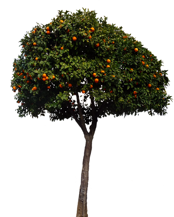 Next - Mandarin Orange (576x720), Png Download