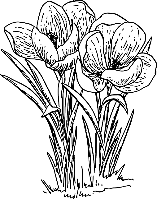 Drawn Flower Spring - Drawing Of Flower Plant (507x640), Png Download