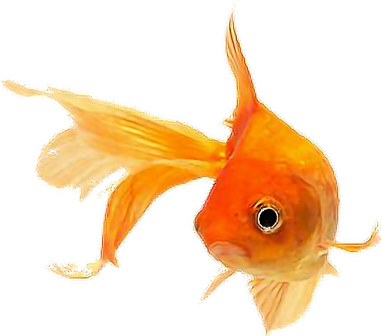 Cute Fish Goldfish Sticker Tumblr Aesthetic Overlay - Golden Fish (550x484), Png Download