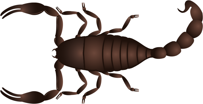 Scorpion Control Mesa Az - Arizona (913x642), Png Download