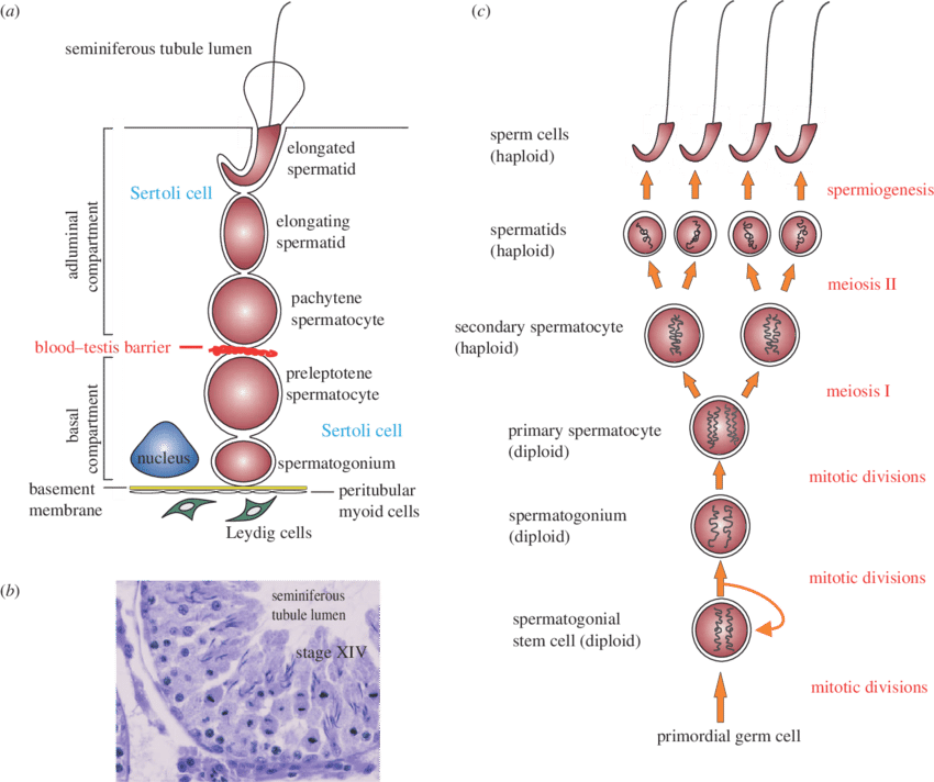 Clip Stock The Biology Of Spermatogenesis - Process Of Spermatogenesis In Rat (850x712), Png Download