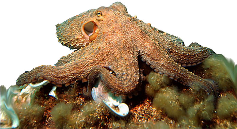 The Common Octopus, Octopus Vulgaris - Can Octopuses Change Color (800x569), Png Download
