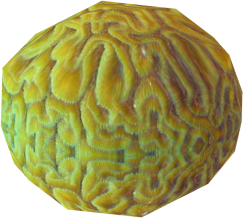 Brain Coral - Lampshade (500x500), Png Download