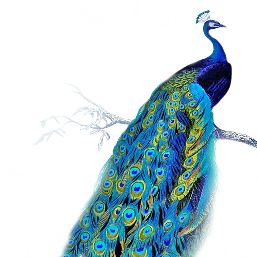 Mp-87, Peacocks, V - Peacock Images Png (900x900), Png Download