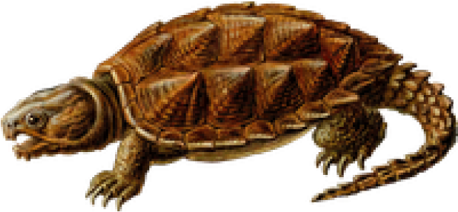 Snapping Turtle Png Transparent Images - Alligator Snapping Turtle Png (640x480), Png Download