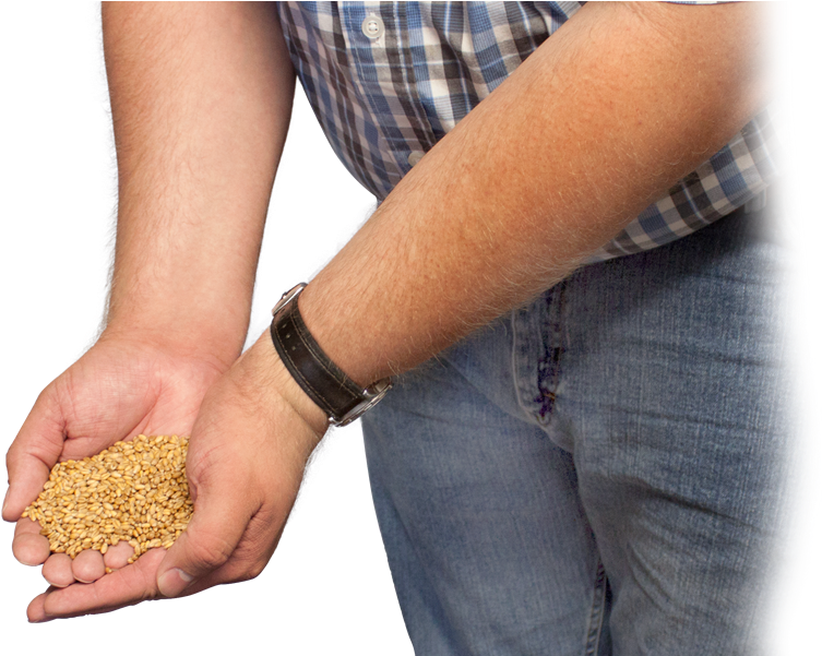 June 30, - Wheat In Hand Png (912x600), Png Download