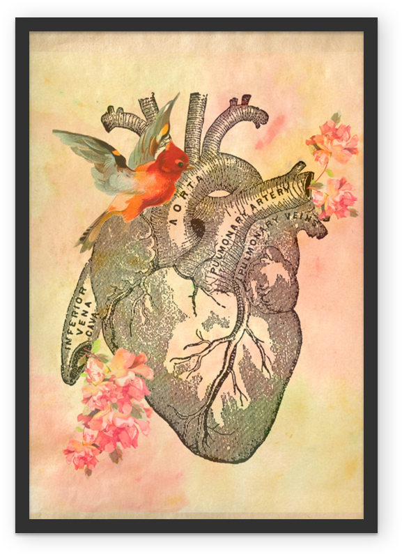 Anatomical Heart - Black Sticker (800x800), Png Download