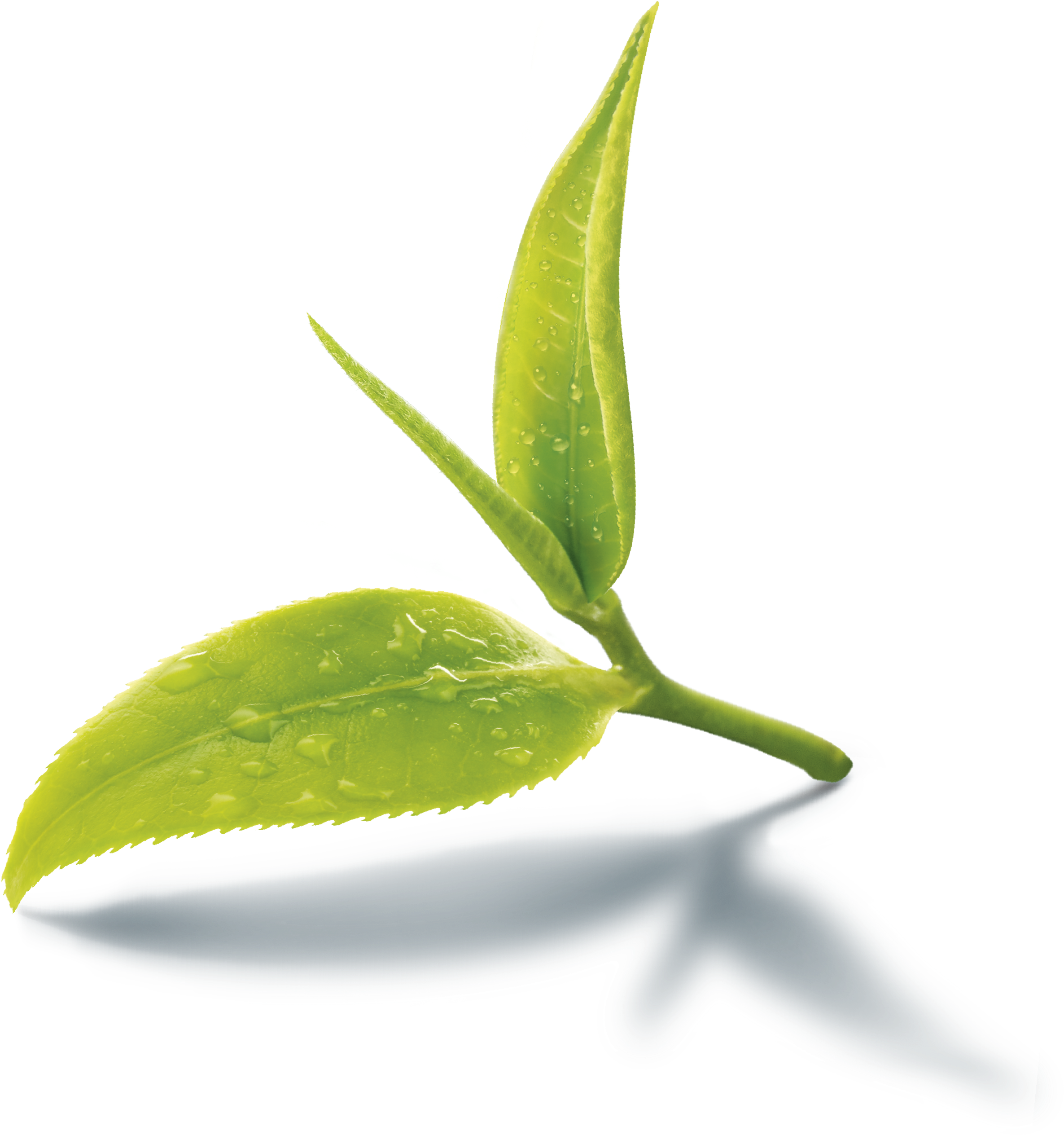 Thie Logo - Aysun Intense White 2 In 1 Facial Scrub 250 Gm (3752x3752), Png Download