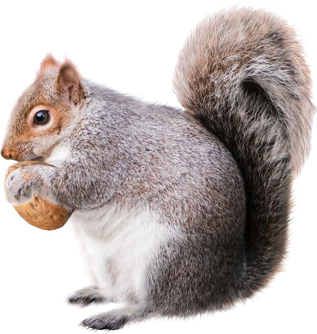 Squirrel Png File - Squirrel Png (653x770), Png Download