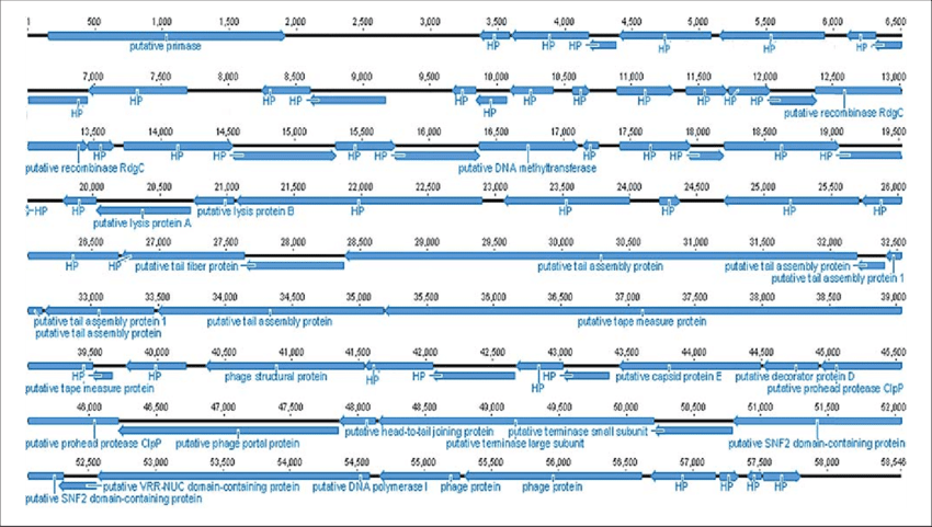 The Direction Of The Arrow Reflects The Transcription - Number (850x481), Png Download