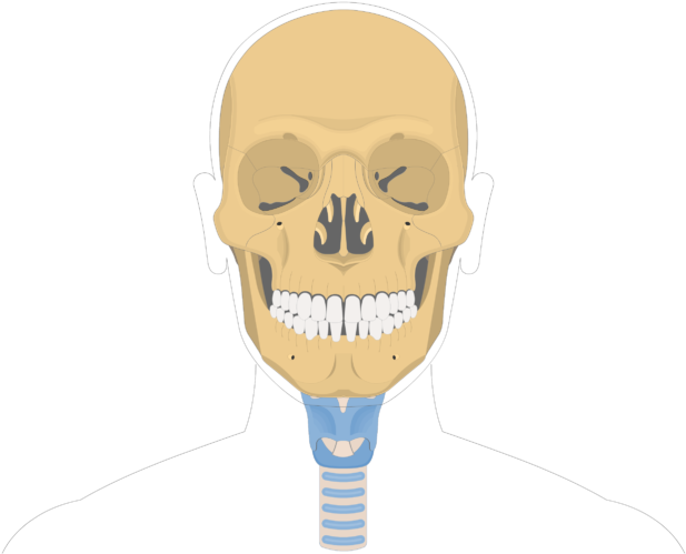 Hyoid Bone Overview-1 - Skull Bone Markings (626x550), Png Download