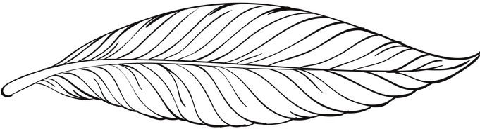 Peacock Feather, Feather - Penas Png Preto E Branco (680x340), Png Download