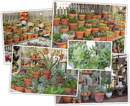 The Garden Gallery Succulents - Greenhouse (457x372), Png Download