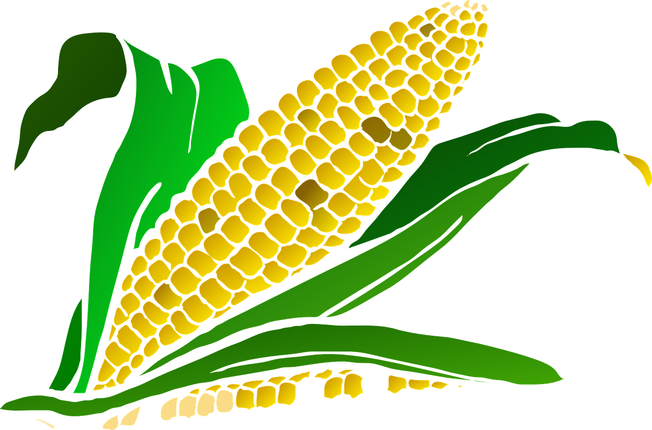 Corn Png Clipart - Stanton Corn Festival (600x396), Png Download