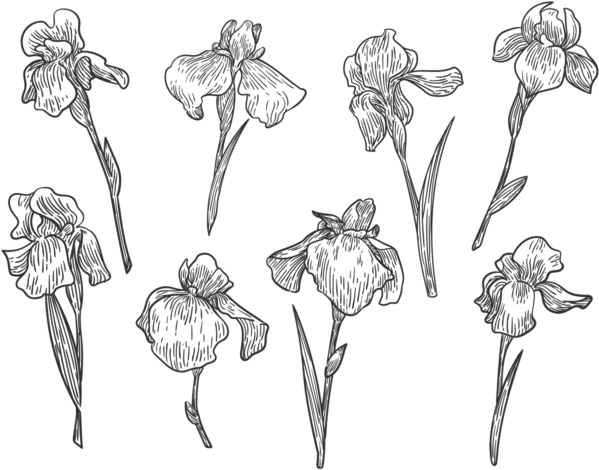 Free Hand Drawn Iris Flower Vectors - Iris Flower Vector (700x490), Png Download