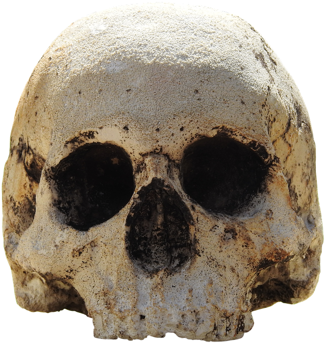 Skull, Head, Skull And Crossbones, Weird, Bone - Skull (683x720), Png Download