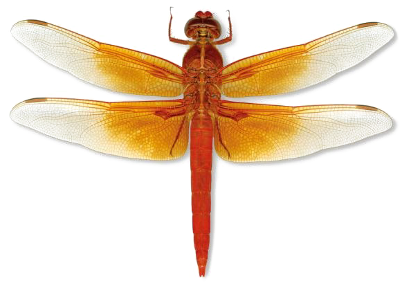 Dragonfly Download Transparent Png Image - Blue And Orange Dragonflies (640x419), Png Download
