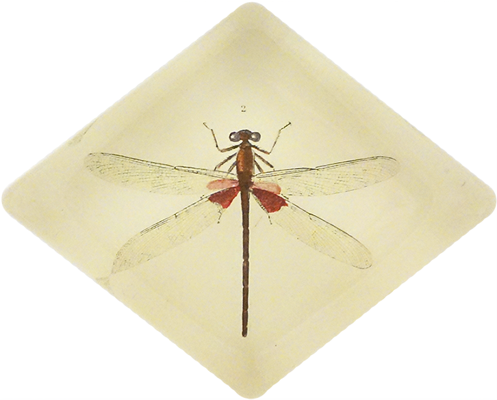 Dragonfly (800x800), Png Download