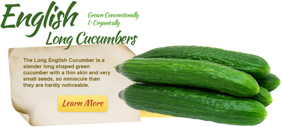 English-cucumber - Cucumber (899x408), Png Download
