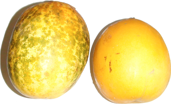 More Views - Cucumber (600x600), Png Download