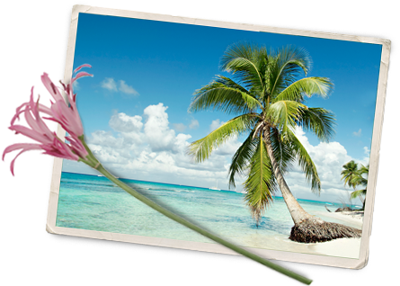 Caribbean Island Wild Flowers - Caribbean Island Wildflowers (491x353), Png Download