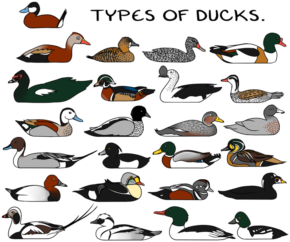 All Types Of Ducks Are Part Of The Bird Family Anatidae - Wildfowl Types (966x828), Png Download