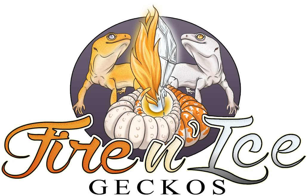 Welcome To Fire N' Ice Geckos - Gecko (1100x702), Png Download