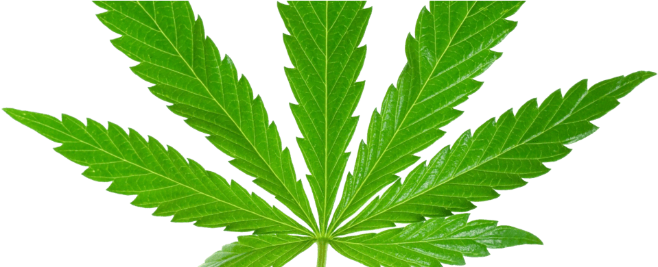 Marijuana Leaf Hd Png (1024x389), Png Download