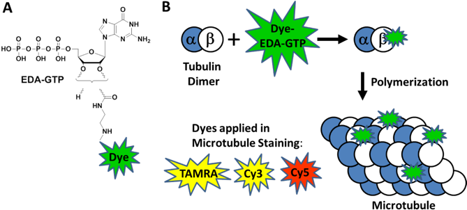 A) Chemical Structure Of Dye Eda Gtp Conjugates - Everything You Need To Know Before Beginning Law School (680x330), Png Download