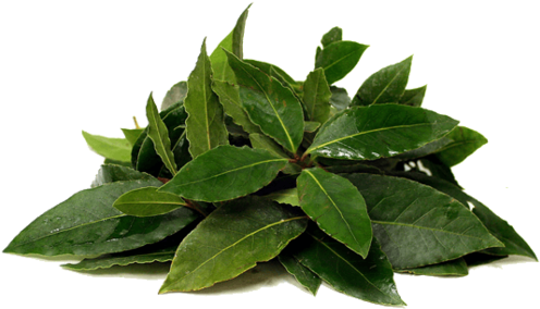 Fresh Leaves Bay Leaf Fresh Png Full Size Png Download Seekpng