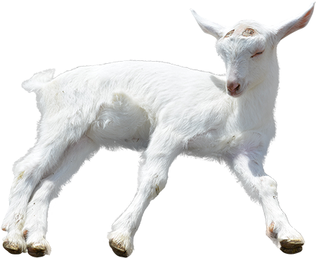 A Goat Barely Staying Awake, Maybe He's Away In A Manger - Baby Goat Transparent Background (450x450), Png Download