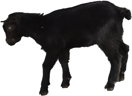 A Cut Little Goat Carefully Hopping Around The Family - Baby Black Goat Png (450x450), Png Download