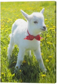 Young Baby Goat With Red Bow-knot Canvas Print • Pixers® - Goat (400x400), Png Download
