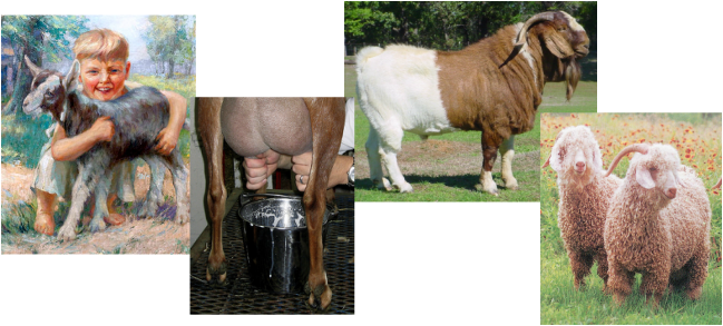 Goats Can Do Pet, Dairy, Meat, Fiber And Lots More - Goat Milking (649x293), Png Download