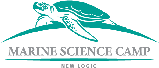 Sea Turtle Logo Png (583x250), Png Download