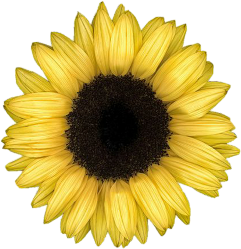Discover The Coolest - Sunflower Overlay (491x509), Png Download