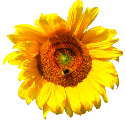 Sunflower Drawing Tumblr Transparent - Yellow Flower No Background (408x395), Png Download