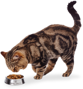 Cat Food - Cat And Food Png (454x395), Png Download