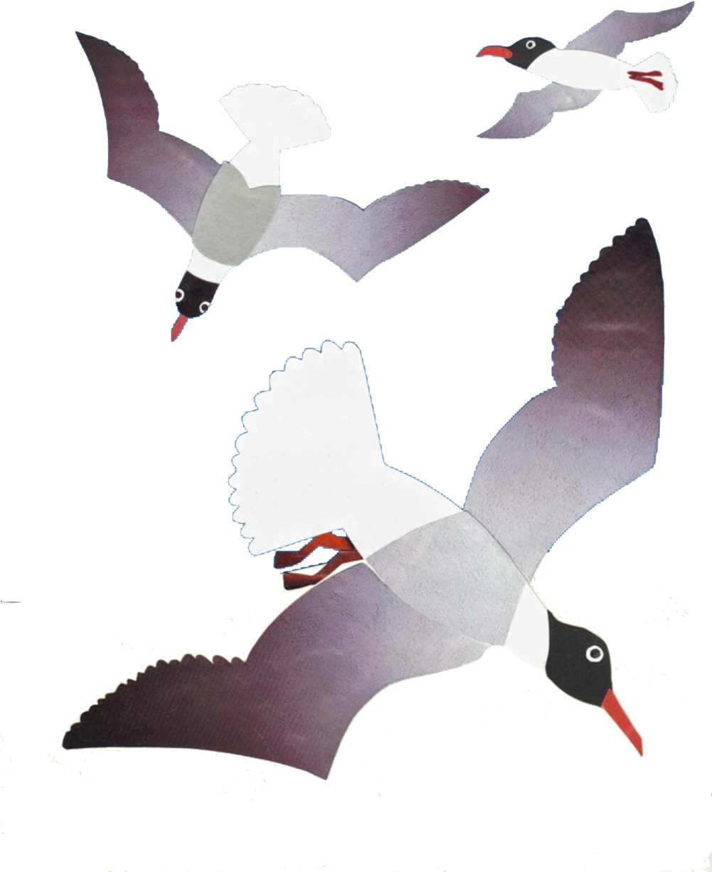 Laughing Gull Image Phillis - Laughing Gull (1000x1300), Png Download