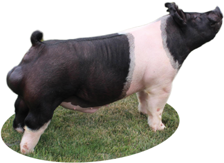 Got That Feeling - Feeling (500x386), Png Download