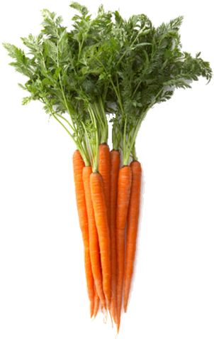 Las Zanahorias Y Los Beta-carotenos - Edible Part Of Carrot (376x480), Png Download