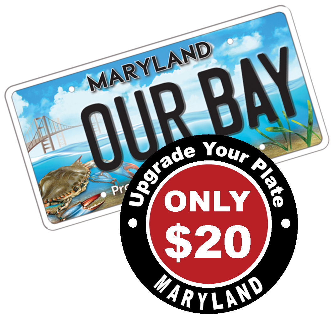 Did You Know Chesapeake Bay Plates Help Restore The - New Md Bay Tag (1061x1045), Png Download