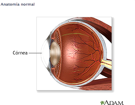 ¿qué Resultados Se Obtienen De La Cirugía - Inner Surface Of Eyelid (476x369), Png Download
