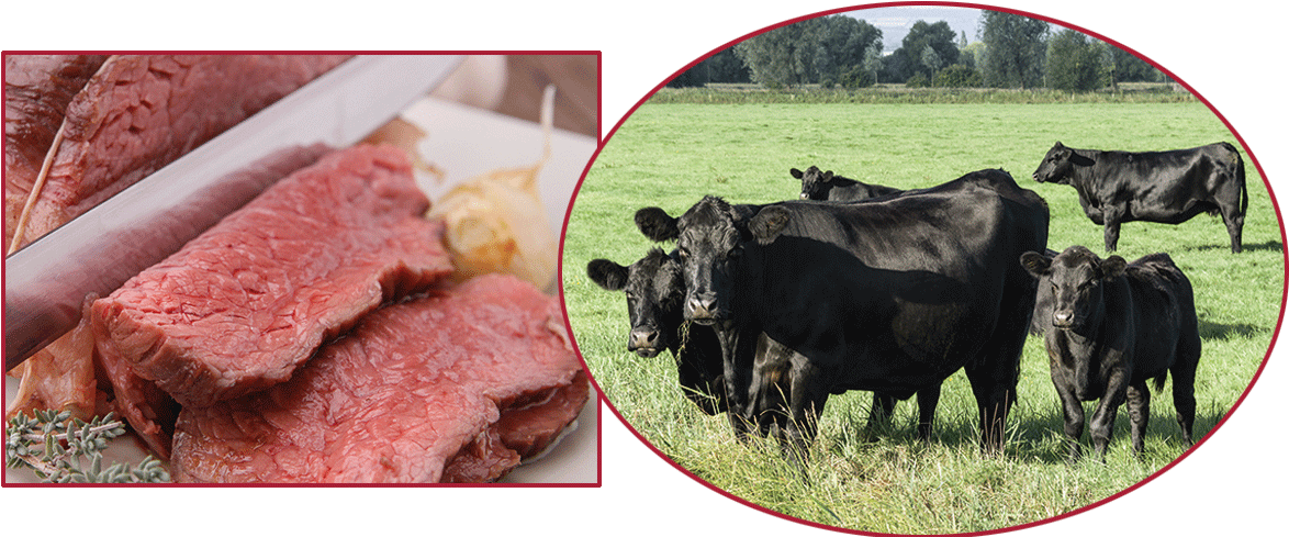 Aberdeen Angus Cattle And Beef - Black Angus Cattle (1200x500), Png Download