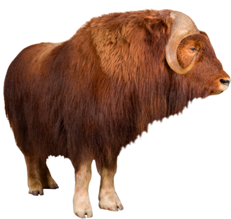 Muskox - Musk Ox Png (550x420), Png Download