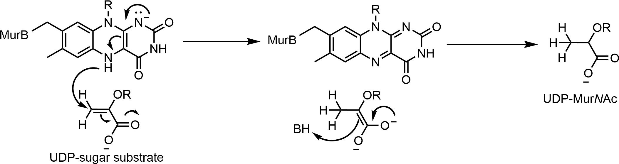 Murb Ox Half Rxn - Fully Reduced Fad (2128x581), Png Download