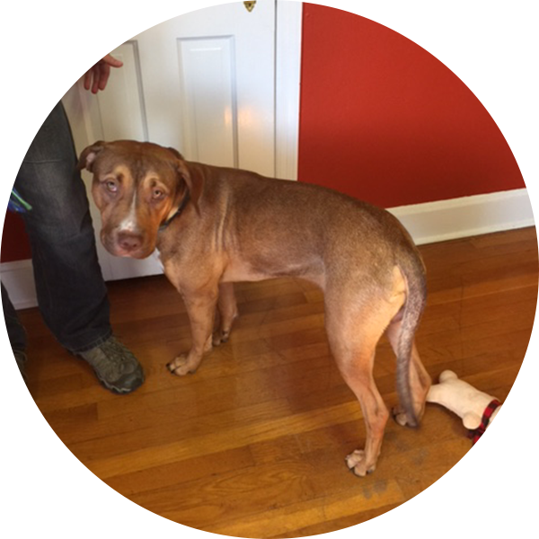 Bernie Has The Build Of An Athlete An Athlete With - Dog (600x600), Png Download